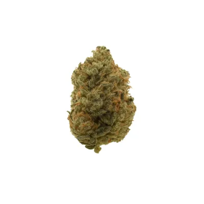 Black Tuna strain – potent hybrid cannabis flower for pain relief with spicy and earthy flavors.