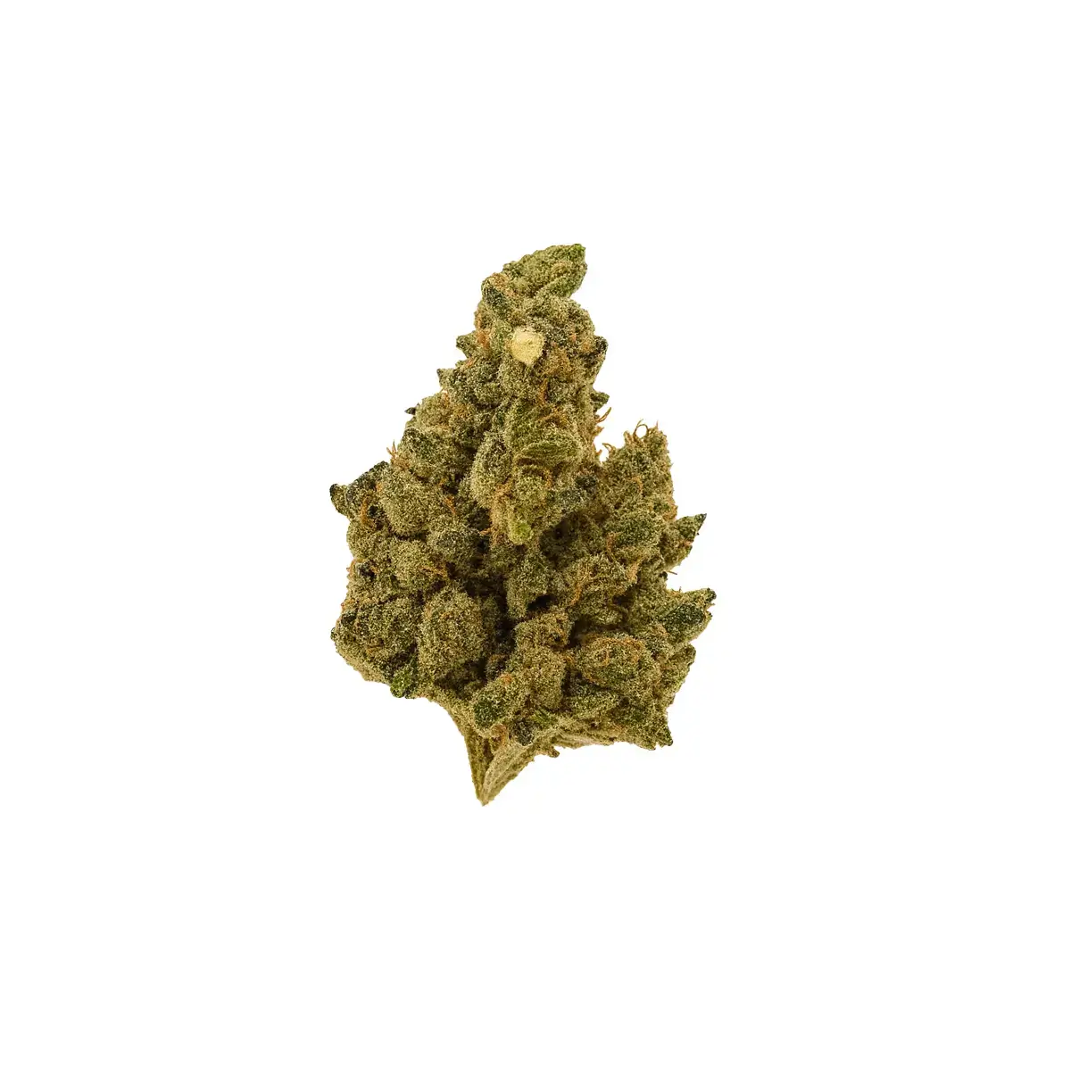 Vice city strain – hybrid cannabis flower with creative, relaxing effects and fruity diesel flavor.